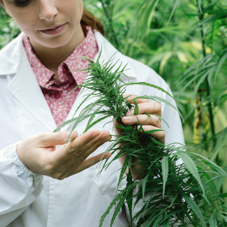 Scientist checking hemp flowers